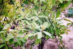 Synadenium grantii