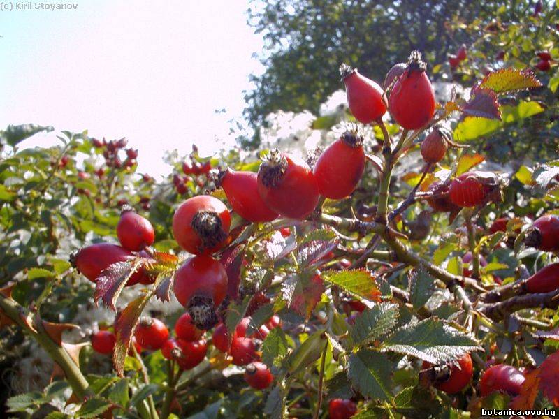 Rosa canina