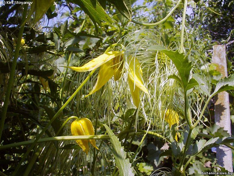 Clematis tangutica