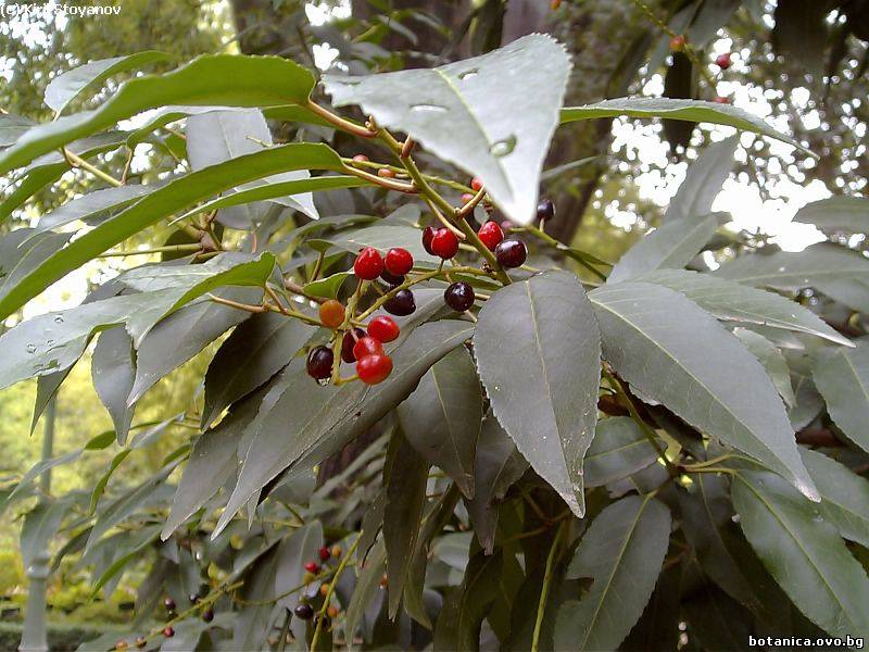 Prunus lusitanica