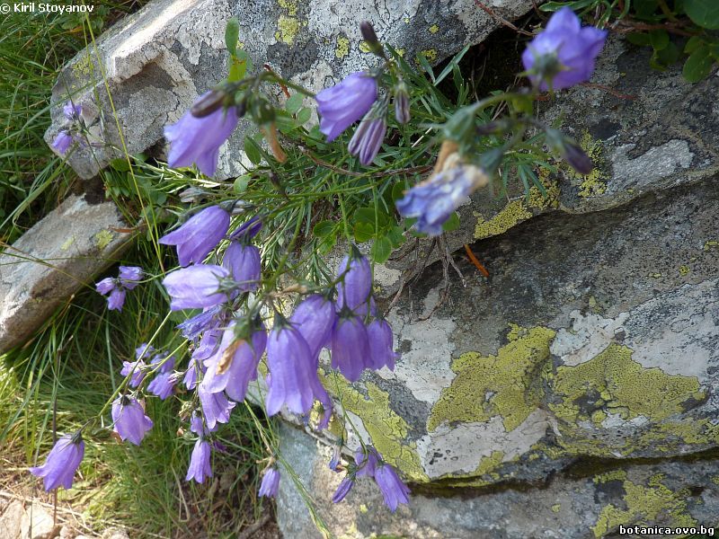 Campanula cochlearifolia