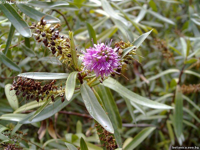 Hebe parviflora