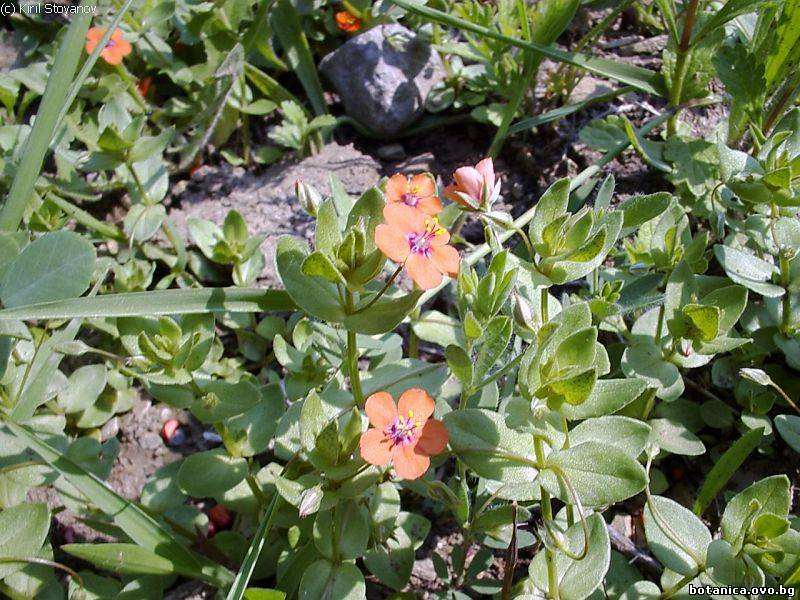 Anagallis arvensis