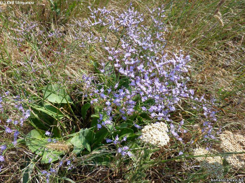 Limonium latifolium