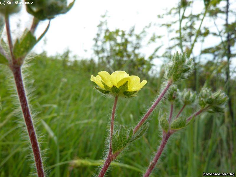 Potentilla laciniosa