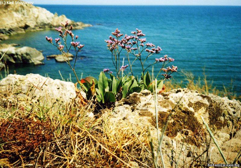 Limonium gmelini