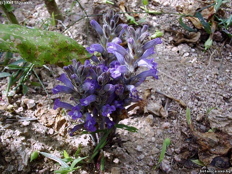 Phelipanche mutelii