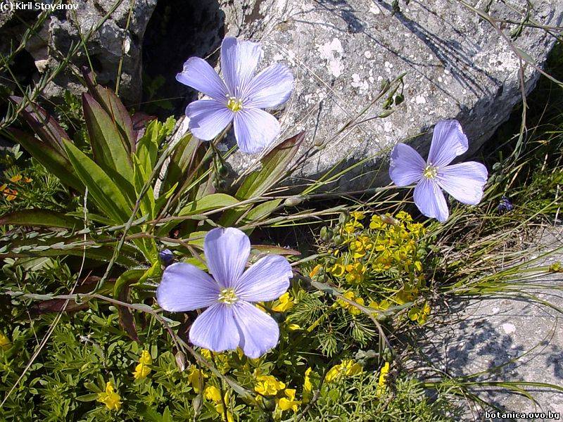 галерия Linaceae