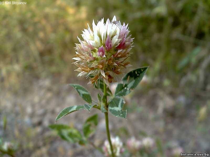 Trifolium vesiculosum