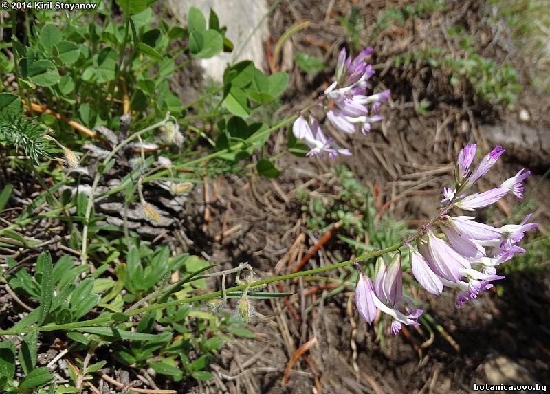 Polygala major