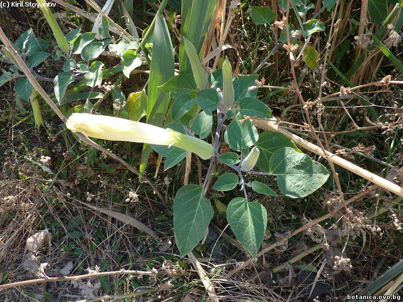 Datura inoxia