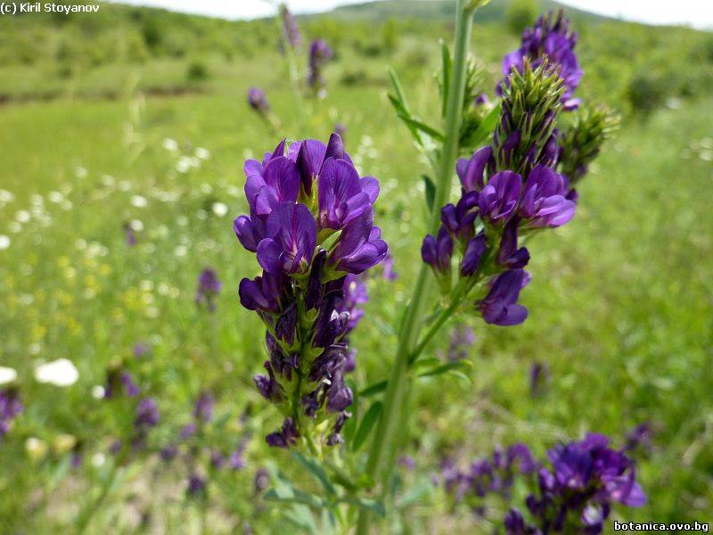 Medicago sativa