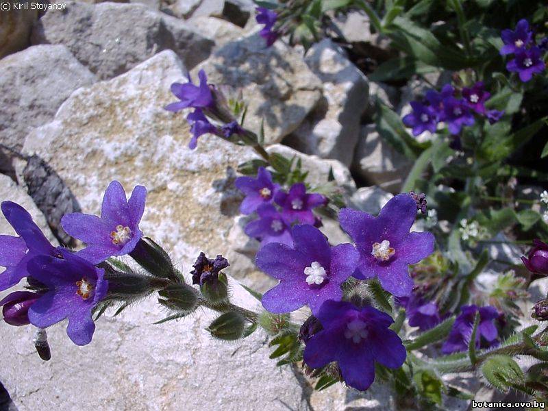 Anchusa officinalis