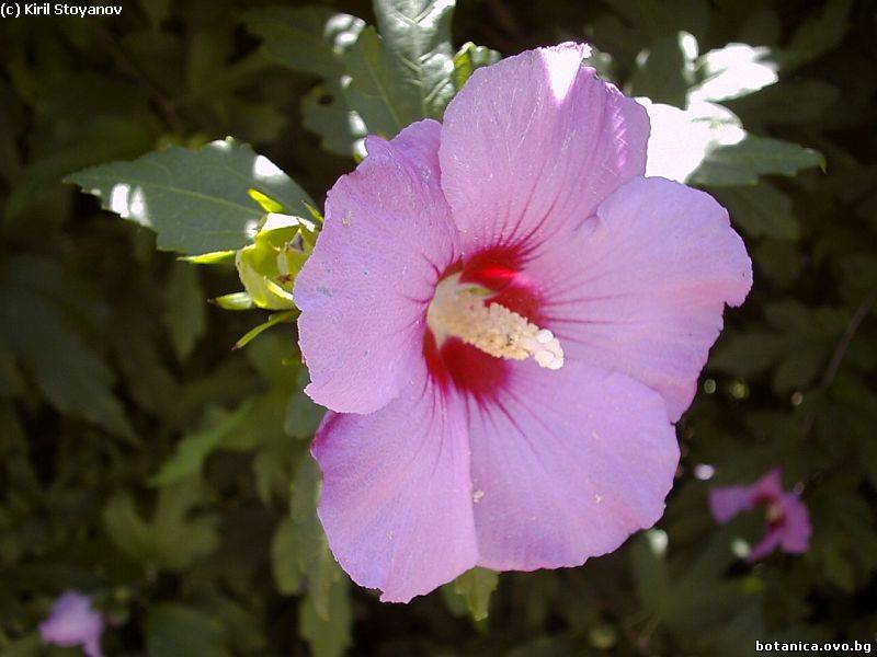 Hibiscus syriacus