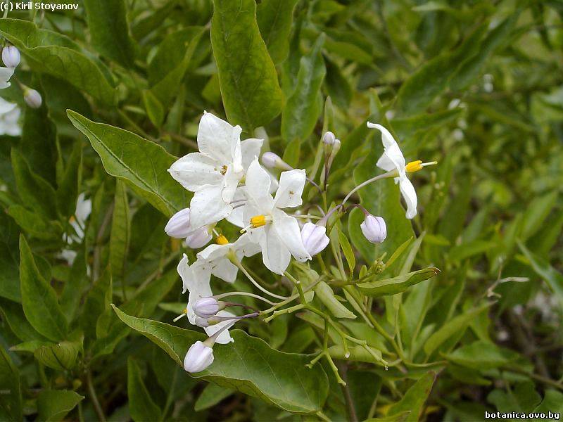 Solanum jasminoides