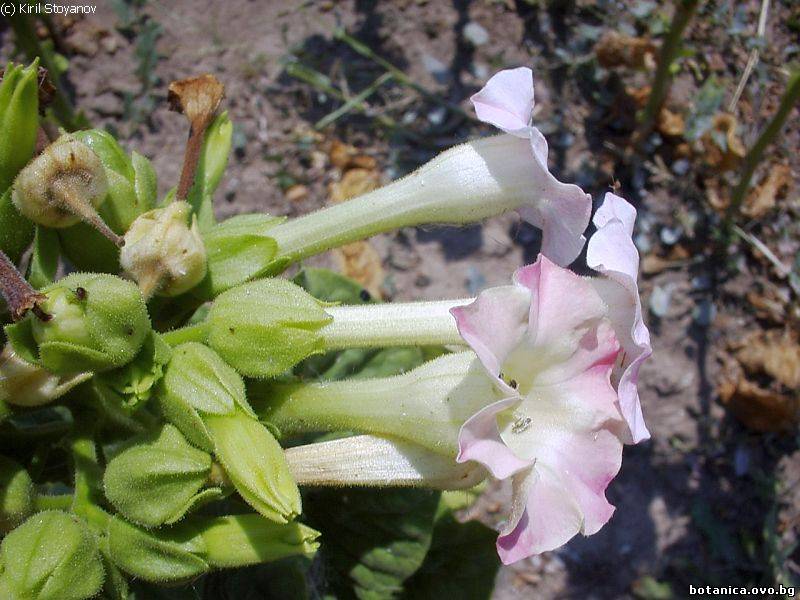 Nicotiana tabacum