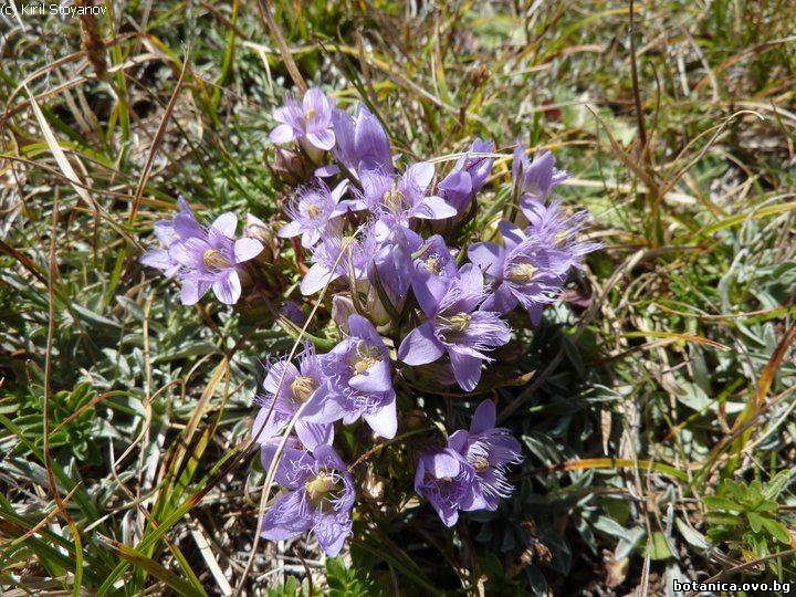Gentianella bulgarica