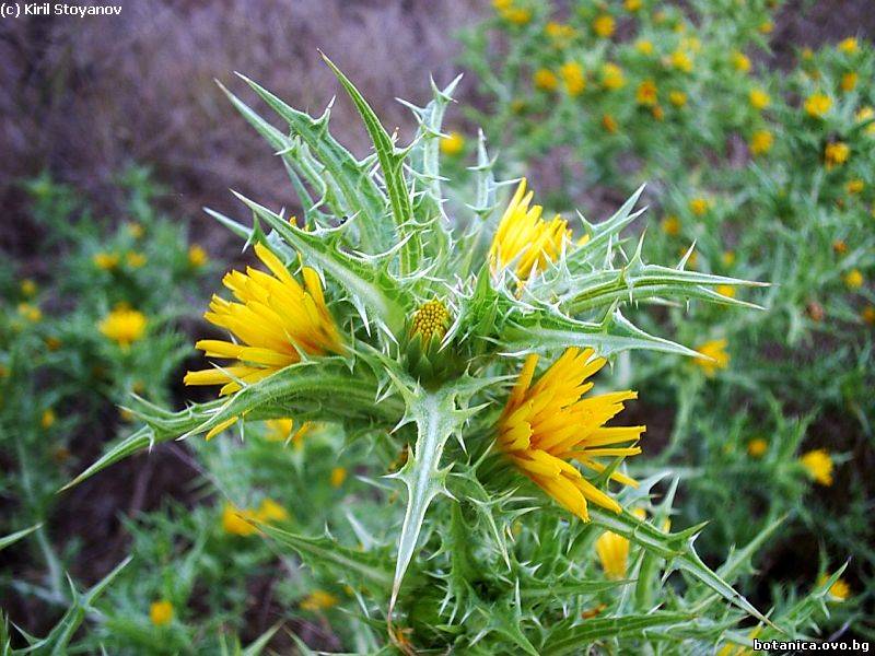 Scolymus maculatus