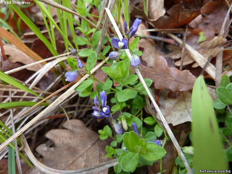 Polygala supina