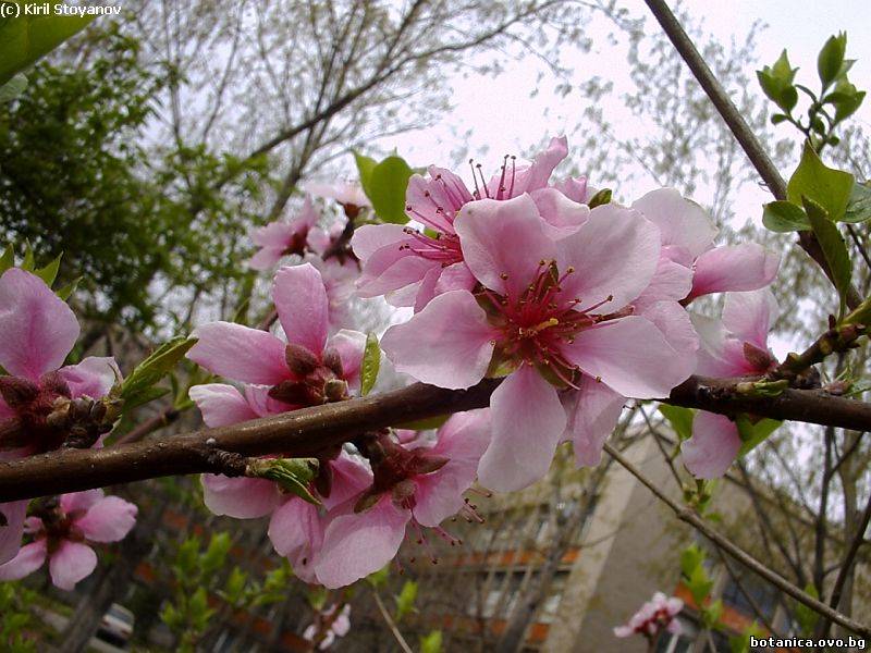 Prunus persica