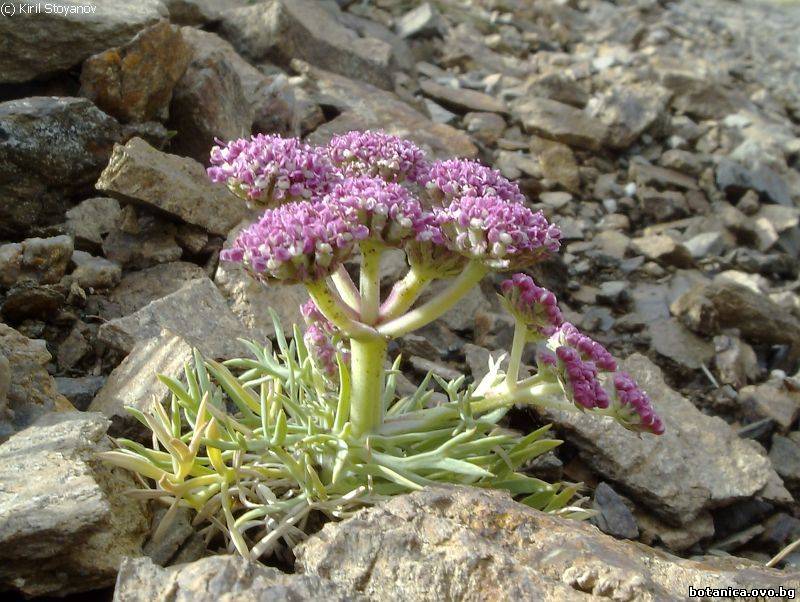 галерия Apiaceae