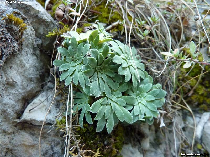 Saxifraga stribrnyi