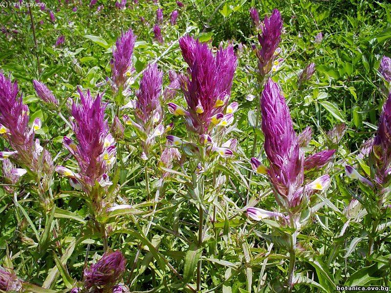 Melampyrum arvense