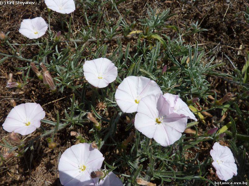 Convolvulus lineatus