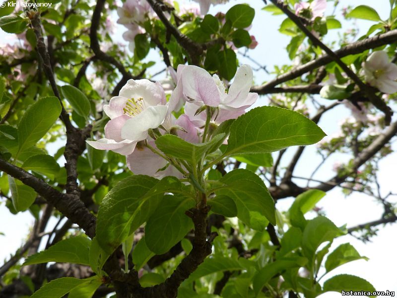 Malus domestica