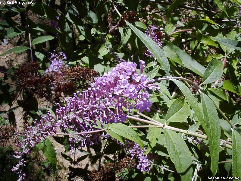 Buddleja davidii