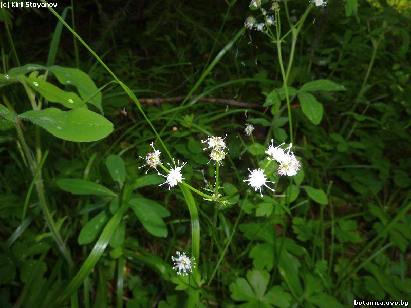 Sanicula europaea