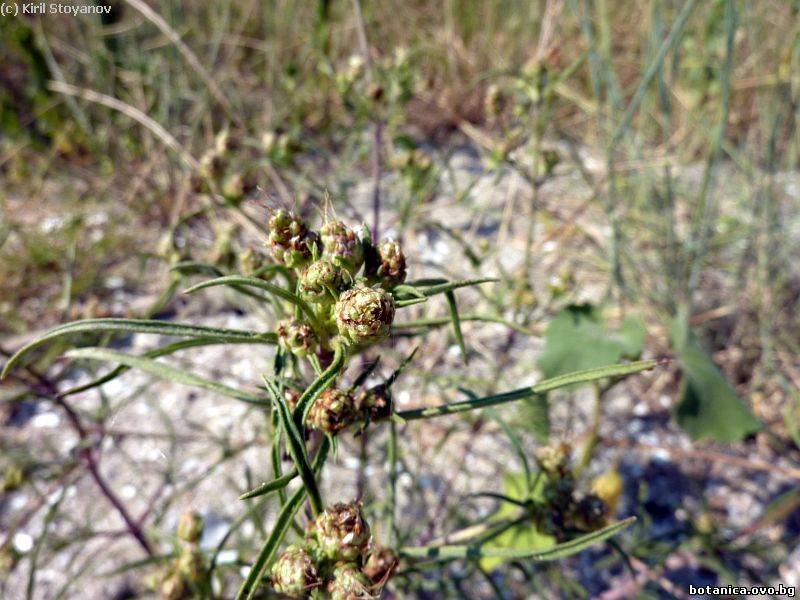Plantago scabra