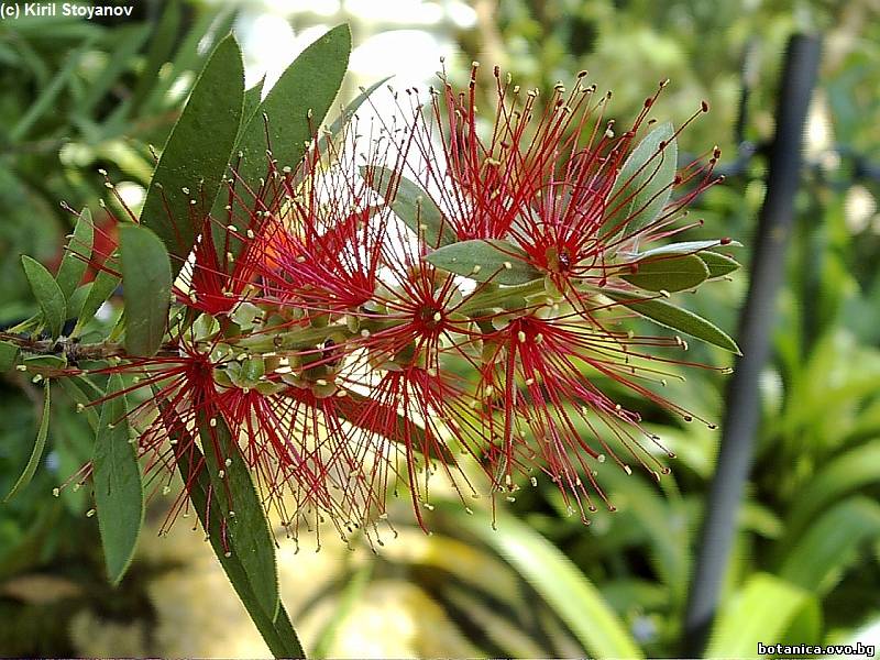 Callistemon citrinus