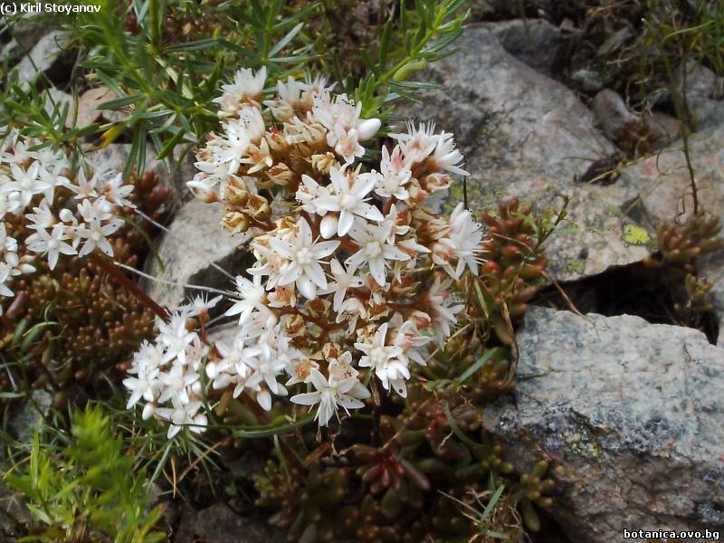галерия Crassulaceae
