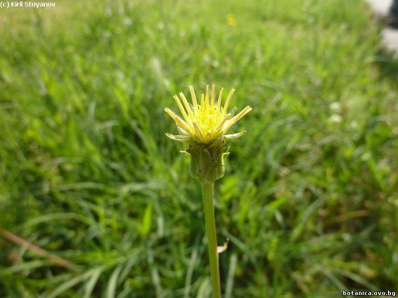 Podospermum laciniatum