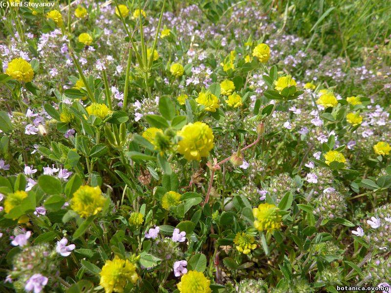 Trifolium campestre