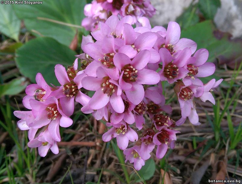 Bergenia crassifolia