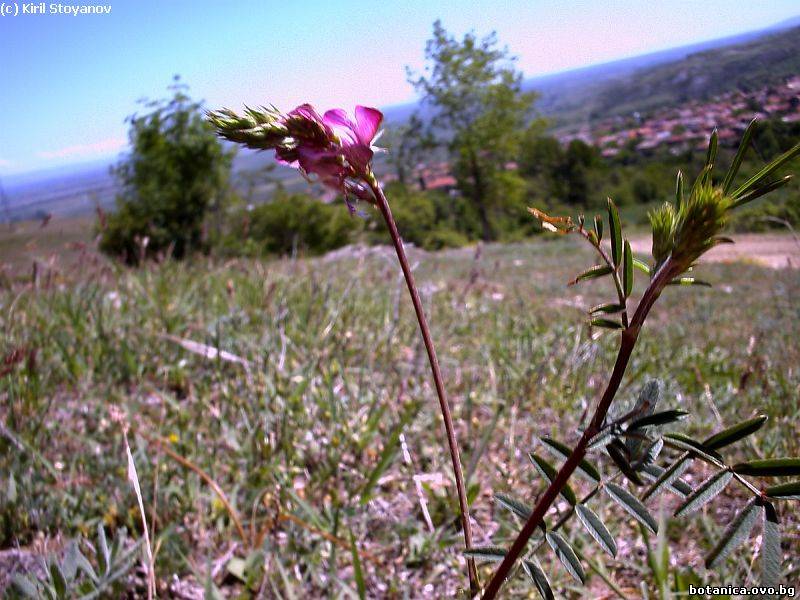 Onobrychis viciifolia