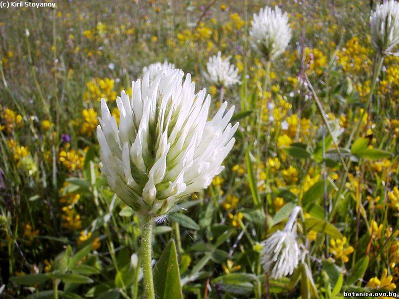 Trifolium pannonicum