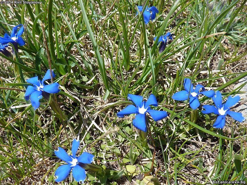Gentiana verna