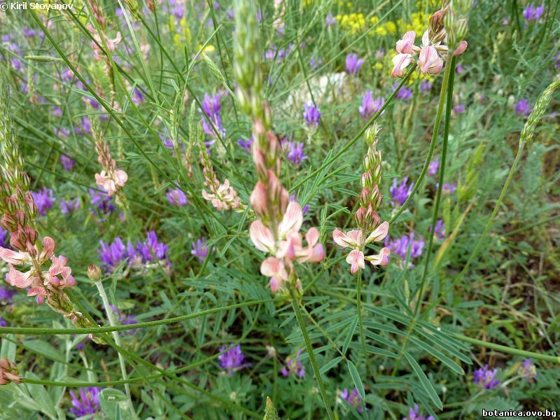 Onobrychis gracilis