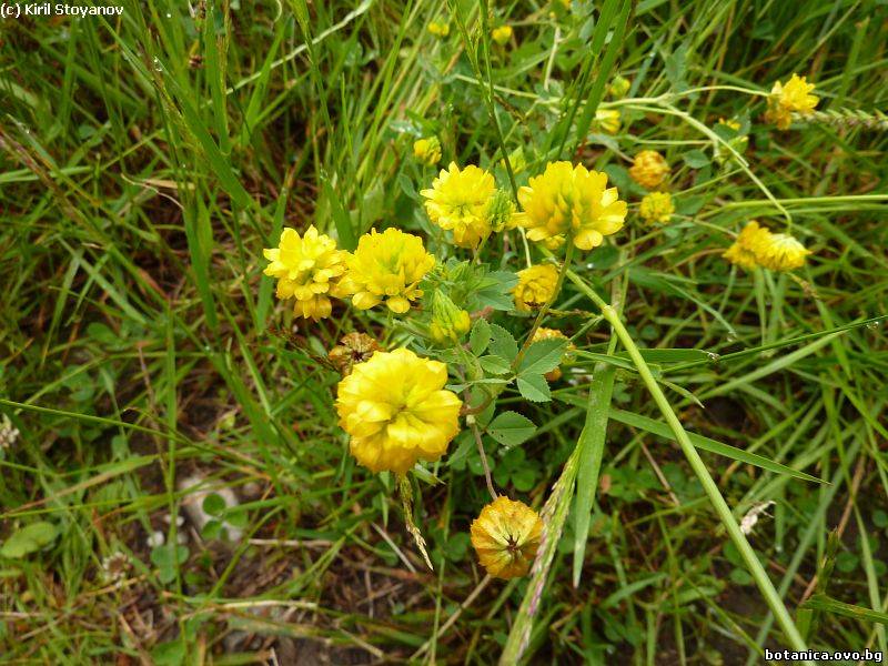 Trifolium aureum