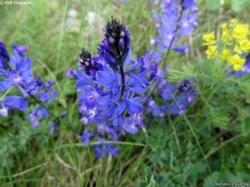 Polygala acarnanica