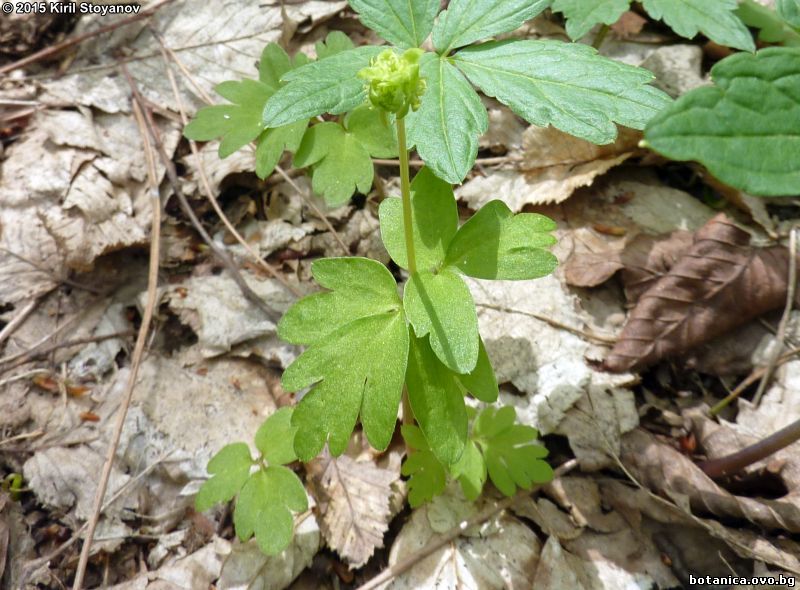 Adoxa moschatellina