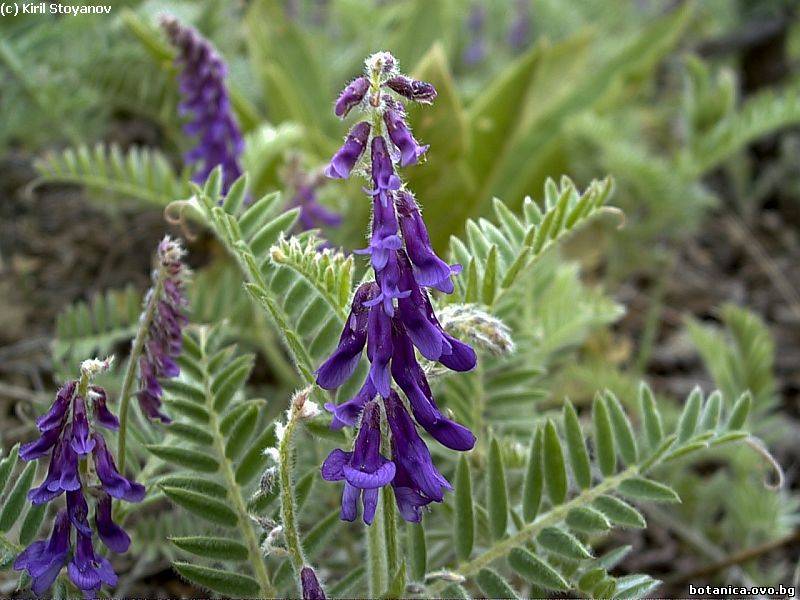 Vicia villosa