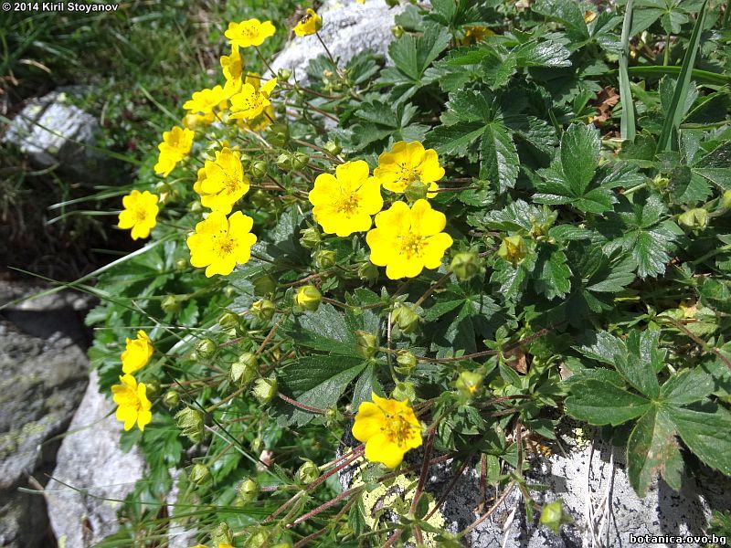 Potentilla crantzii
