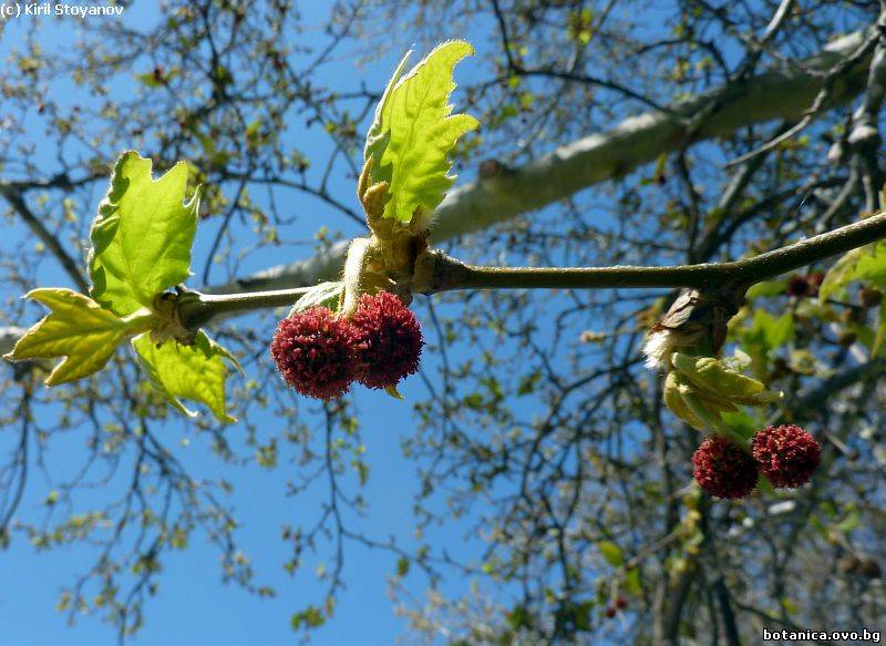 Platanus orientalis