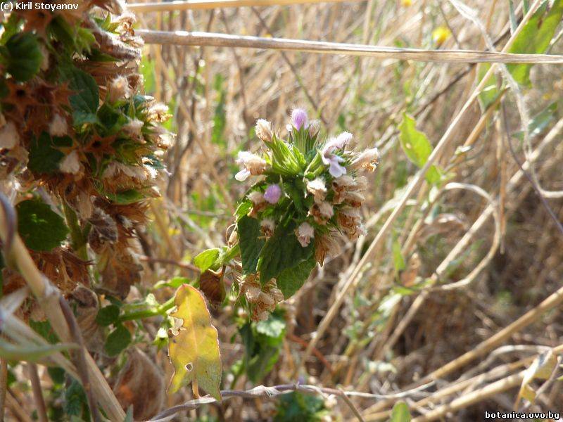 Ballota nigra