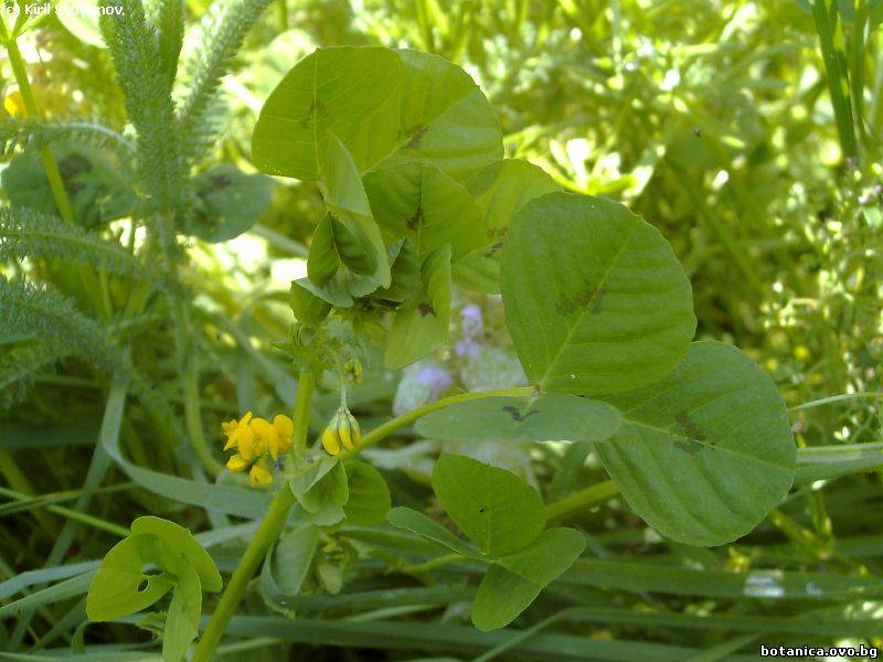 Medicago arabicum