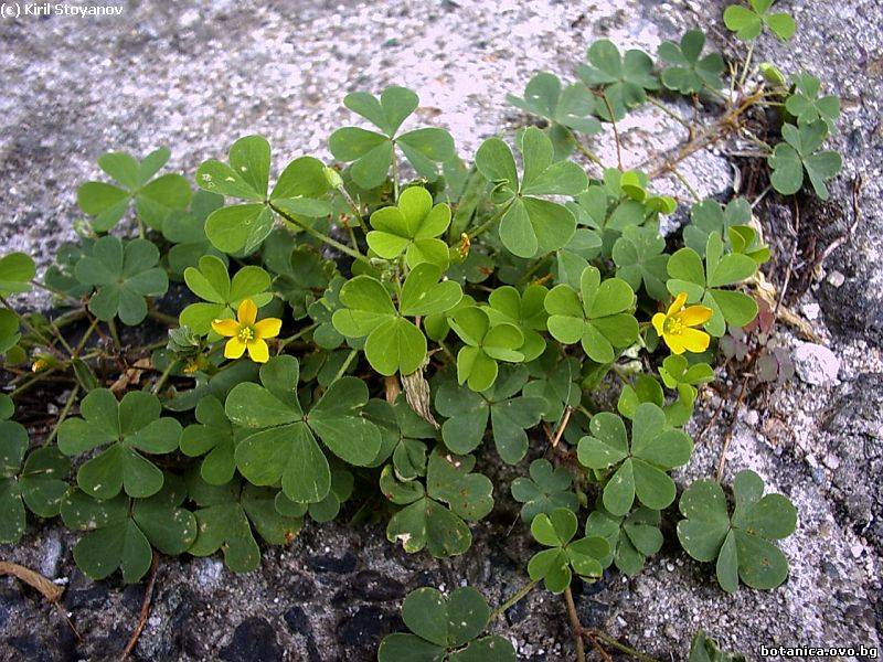 галерия Oxalidaceae